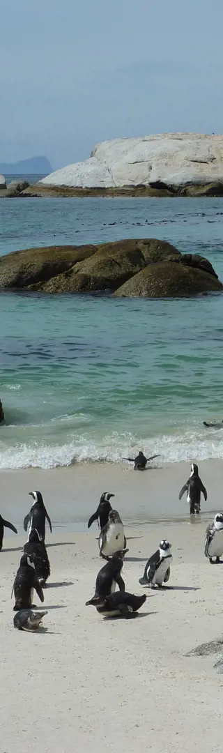 Boulders Beach